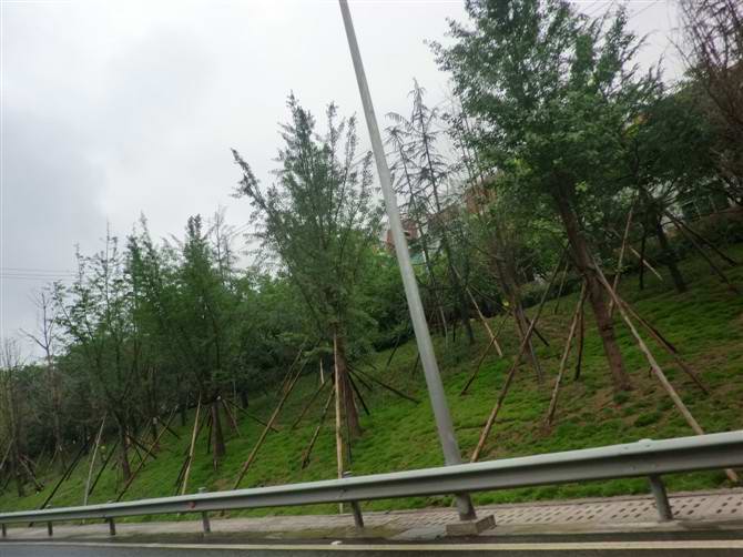 银杏的移植技术(图1) 银杏的移植技术(图1)