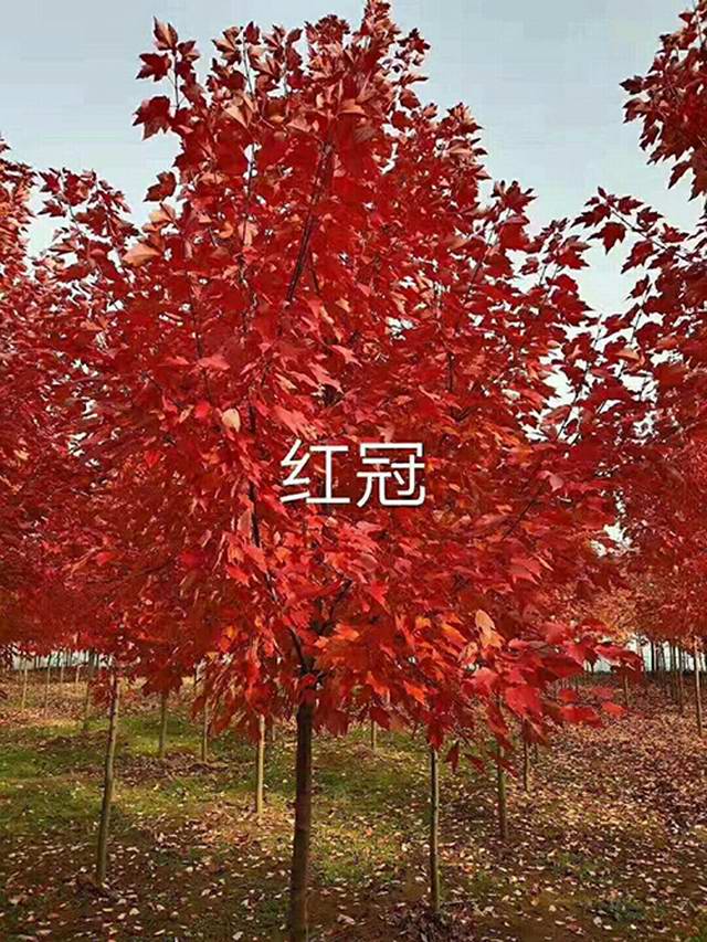 美国红枫