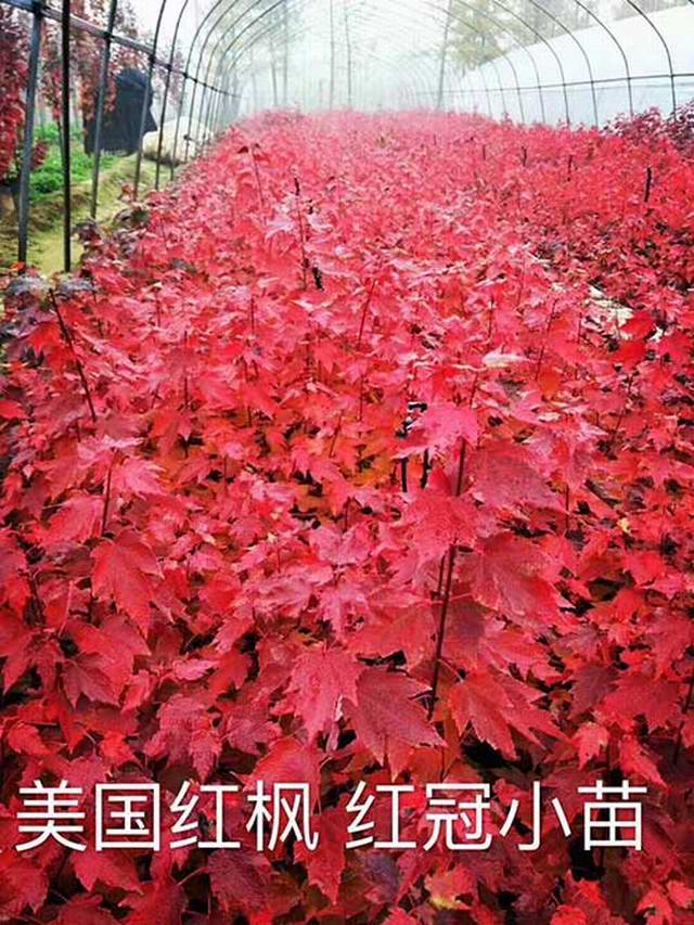 美国红枫(图1)