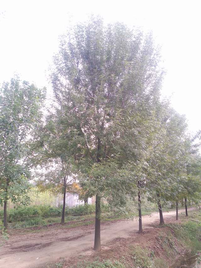 白腊树(图1)