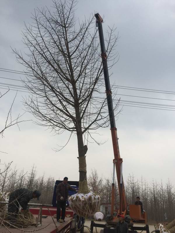 银杏树装车发货(图1)