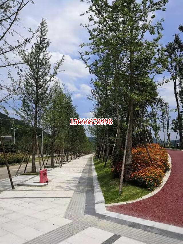 郯城季青园林工程有限公司(图1)