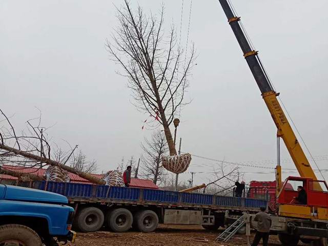 联系(图1)
