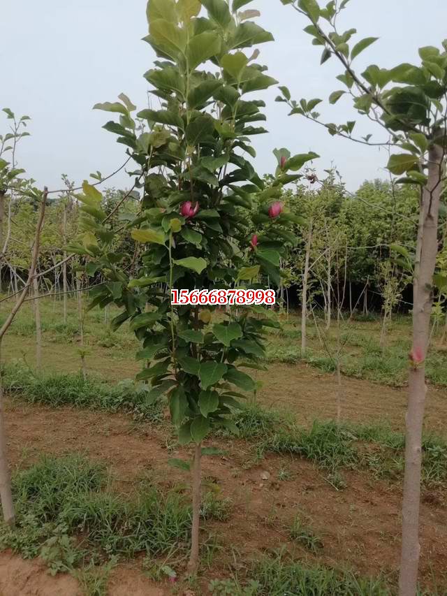 玉兰树