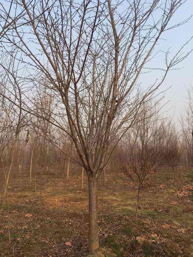 樱花树(图1)