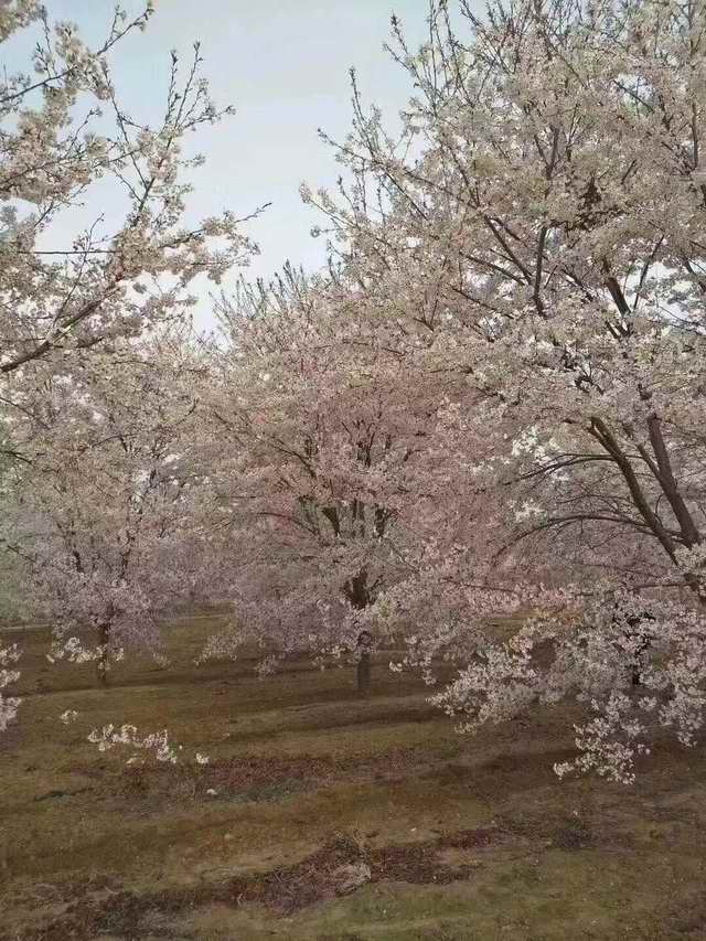 樱花树