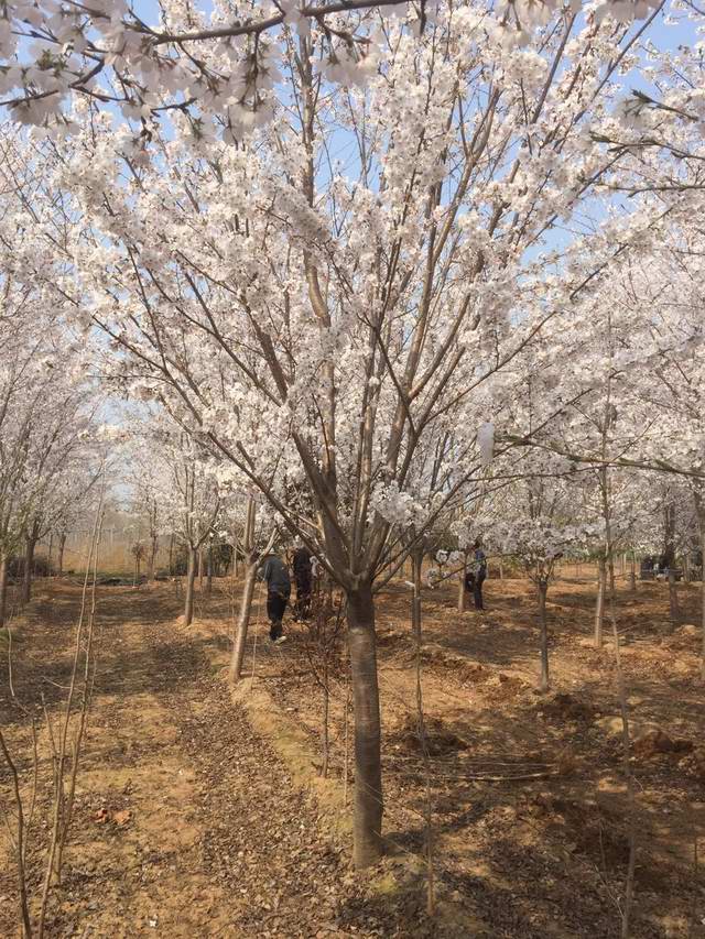 樱花树