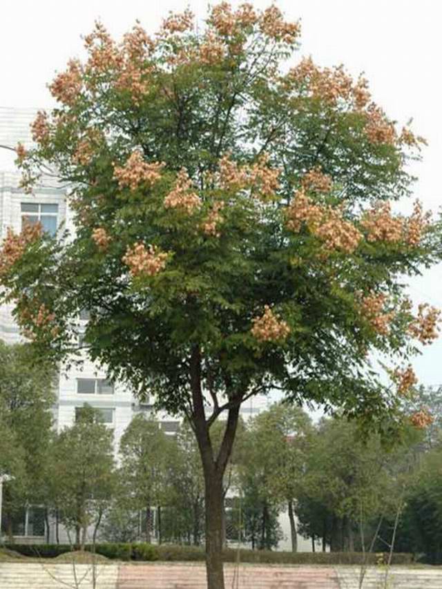 栾树