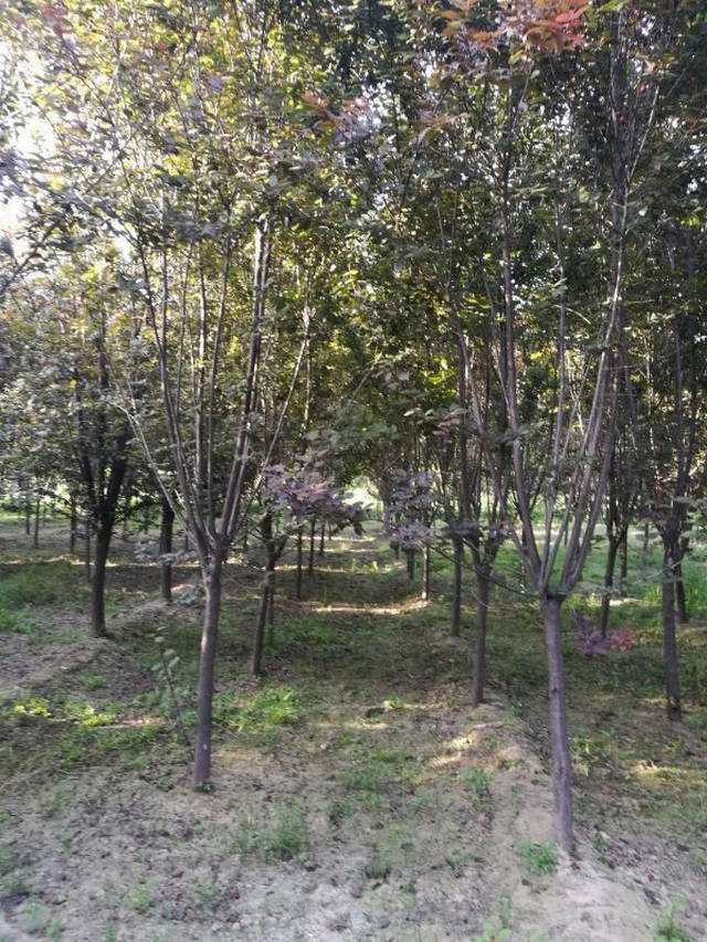 紫叶李