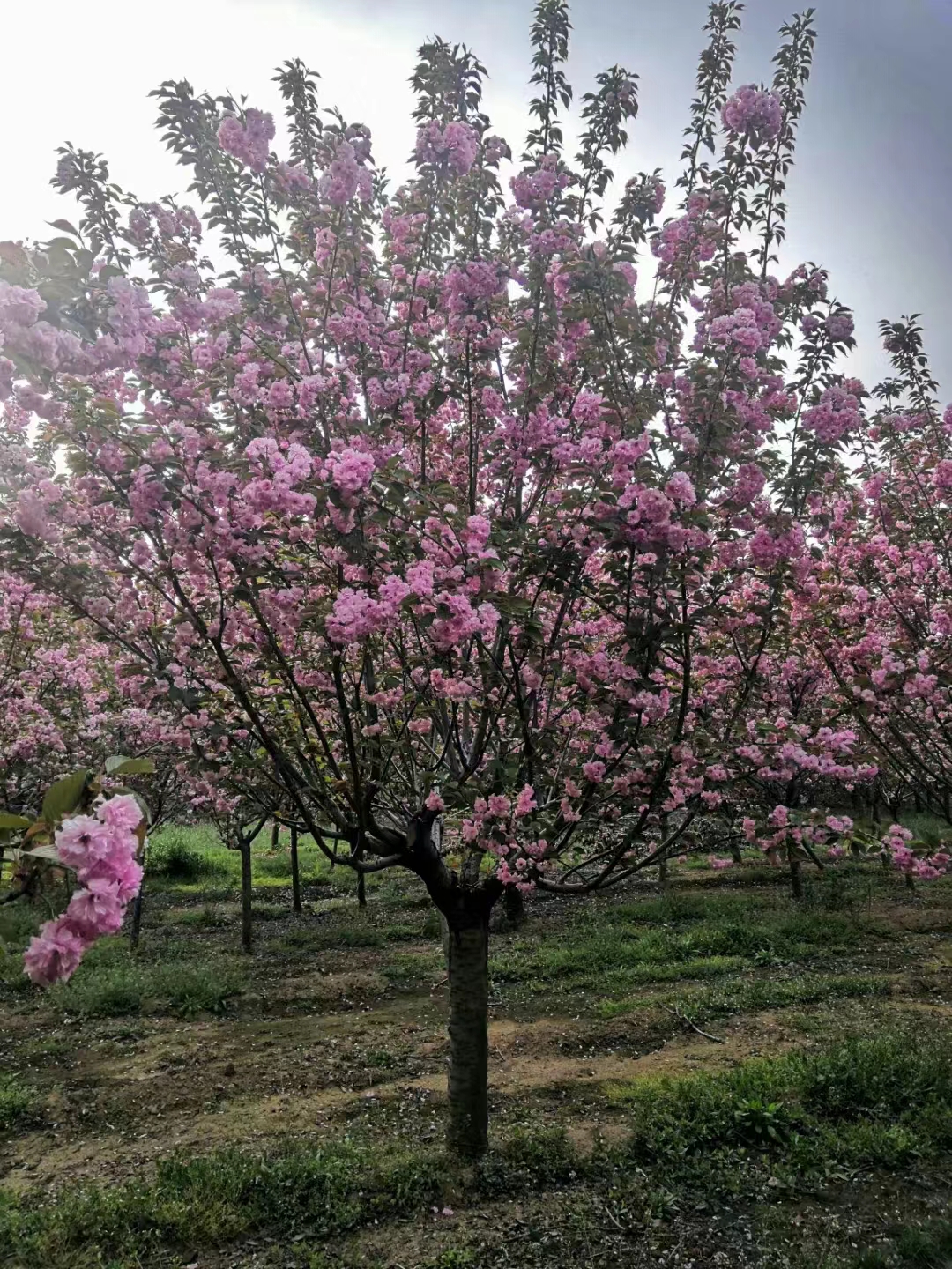 樱花树苗圃出售10公分樱花树