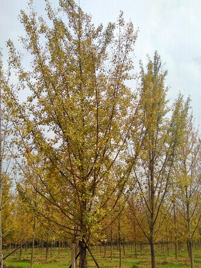 精品银杏树基地