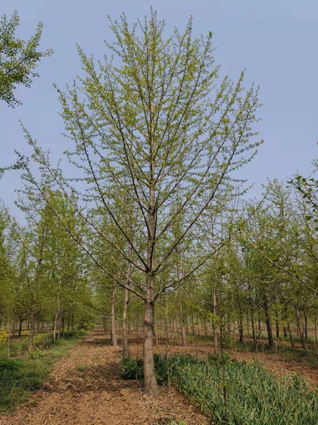郯城银杏树基地(图1)